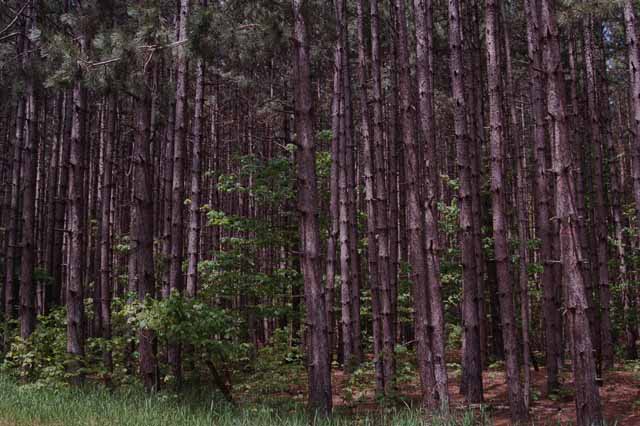 pine tree plantation in the park